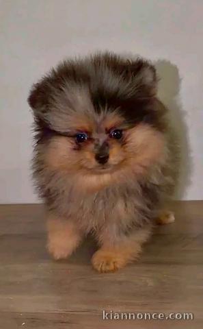 Magnifique chiots Spitz allemand femelle 