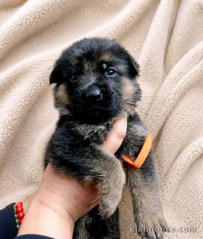 Adoption chiots berger allemand 