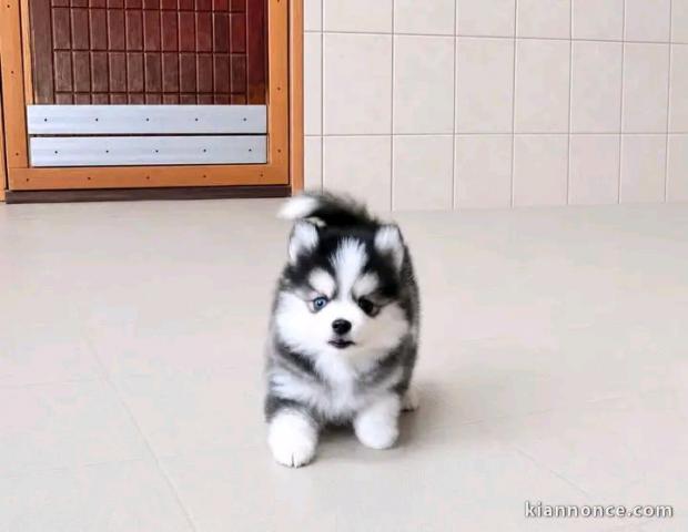 Adorable chiots pomsky pour adoption 