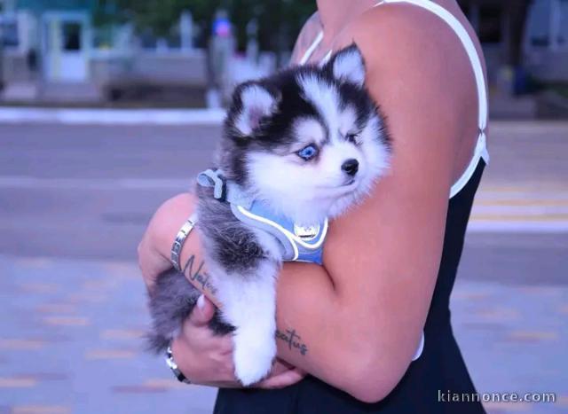 Dons bébé chiots pomsky 