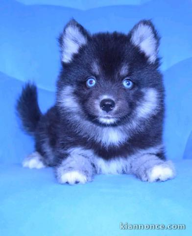 Adoption chiots pomsky mâle 