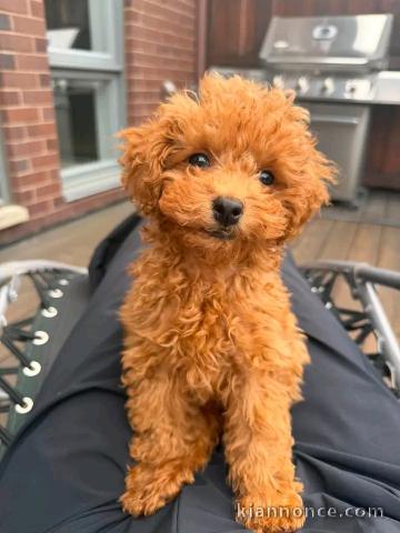 Adoption chiots caniche disponible 