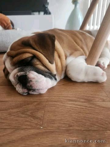 Bébé chiots bullg anglais disponible 