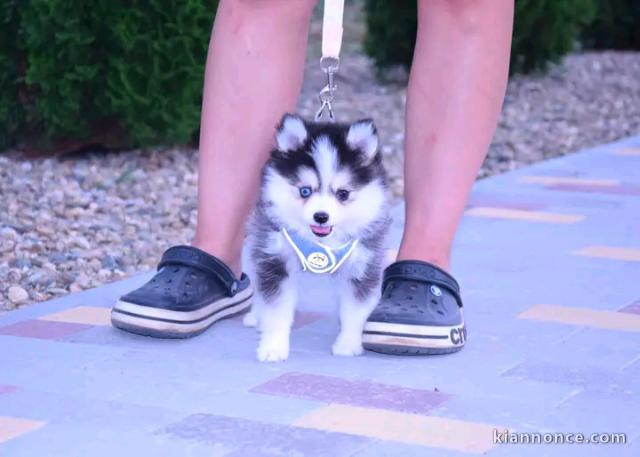 Dons chiots pomsky mâle 