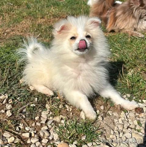 Magnifique chiots Spitz nain disponible 