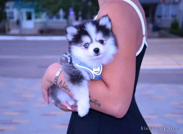 Magnifique chiots pomsky mâle 