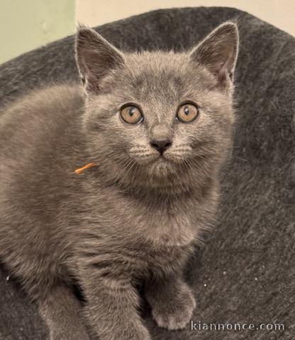 Adorable Chatons chartreux disponible pour adoption 