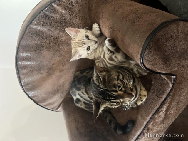 Bengals disponible pour adoption 