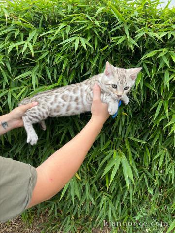 Magnifique chaton bengal mâle 