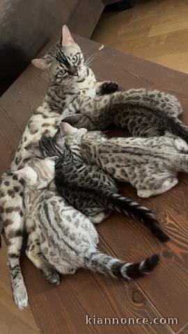 Annonces chaton bengal disponible 