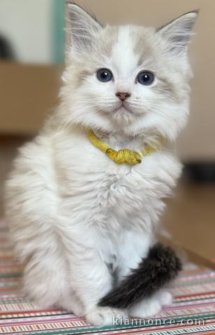 Annonces chaton ragdoll pour adoption 