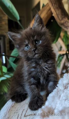 Magnifique chaton Maine coon disponible 