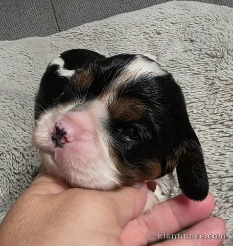 Chiots cavalier King Charles disponible 