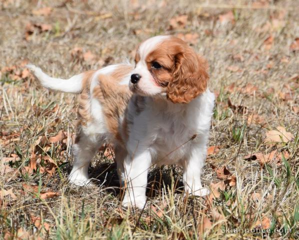 Je donne chiots cavalier King Charles disponible 