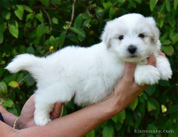 Chiots coton de tuler disponible 