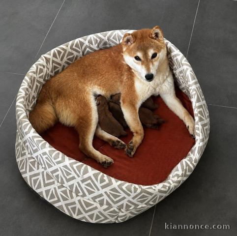 Annonces chiots shiba pour adoption 