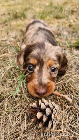 Adorable chiots teckels nain arlequin pour adoption 