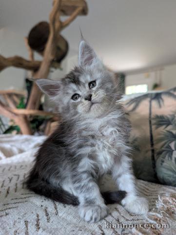 Magnifique chaton Maine coon a donner 