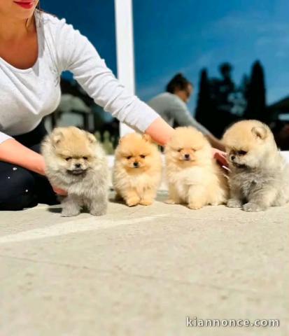 Dons chiots spitz nain disponible 