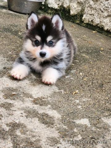 Dons chiot pomsky disponible à donner urgent 