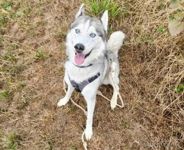 Je donne chiots Husky Sibérien femelle 