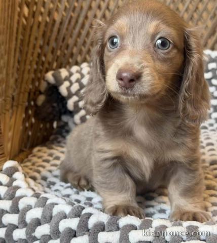 🐶 Adorable Teckel disponible à l’adoption 🐶