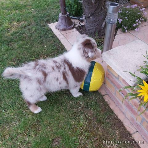 🐶 Adorables bergers australiens à l\