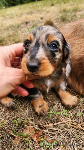 Adorable chiots teckels nain disponible 