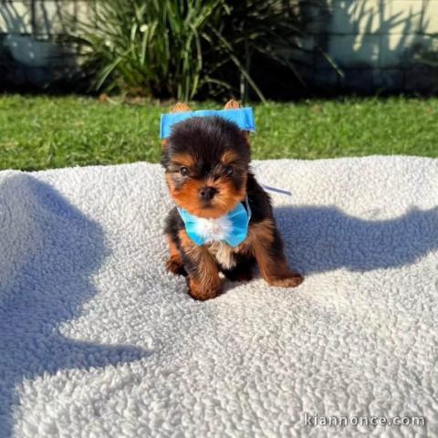 🐶 Adorables bergers australiens à l\
