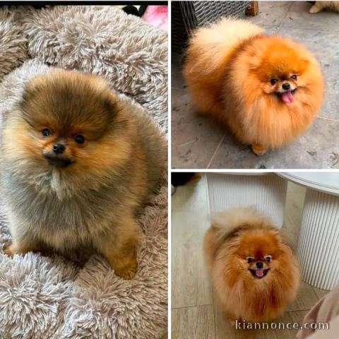 Chiots spitz nain disponible de suite 