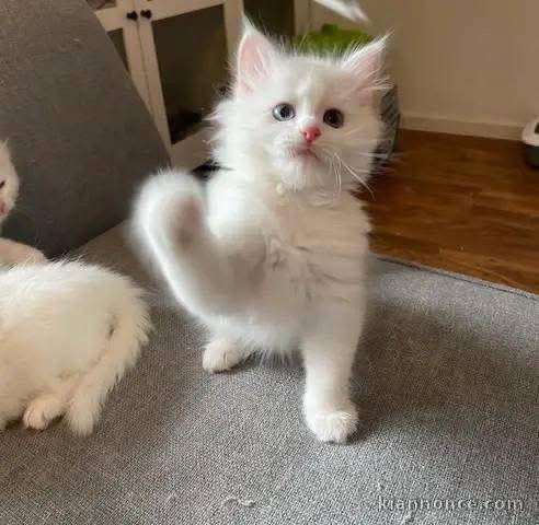 adorable chaton sacré de Birmanie en adoption 