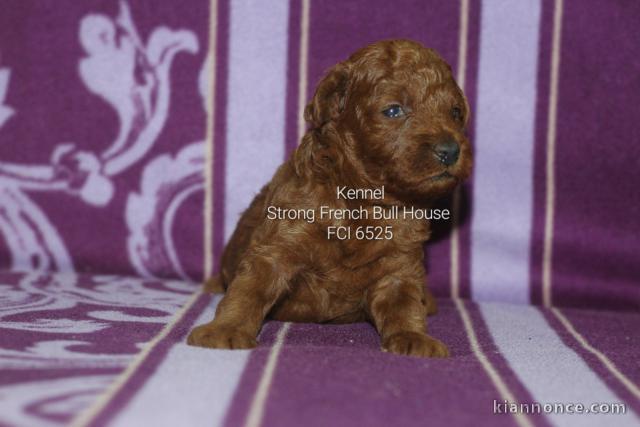 Caniche toy chiots rouges