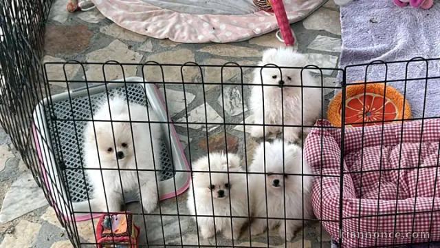 Dons bébé chiots spitz nain 