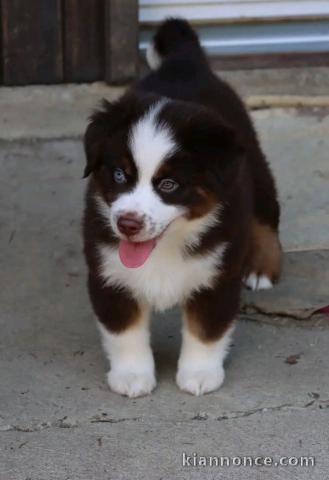 Je donne chiots berger australien 