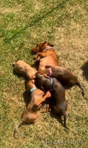 Adorable chiots teckels à donner 