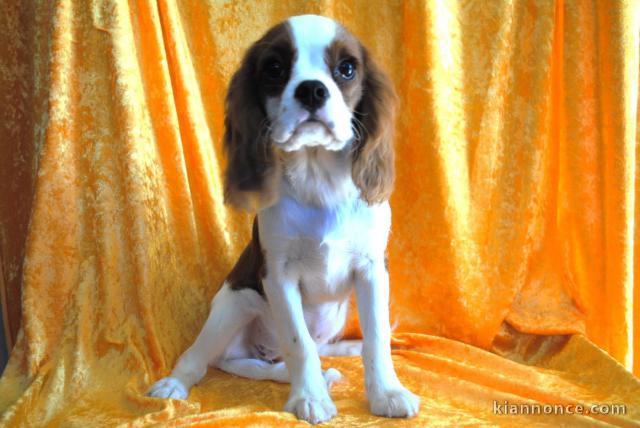 Adoption chiots cavalier King Charles 