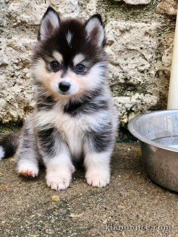 Adorable chiots pomsky disponible 