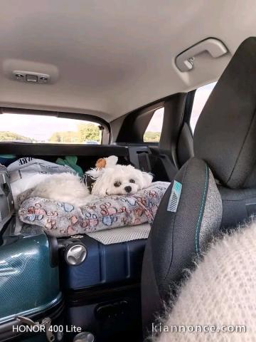 Chiots Bichon maltais disponible 