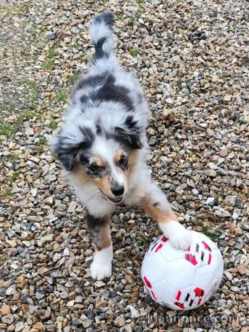 Berger australien disponible pour adoption 