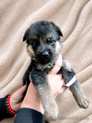 Berger allemand disponible de suite 
