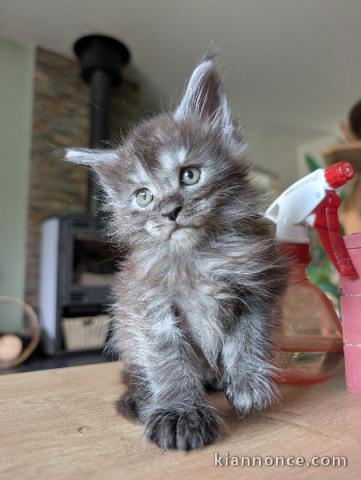 Je donne chaton Maine coon 