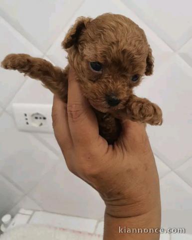 Adorable chiots caniche disponible 