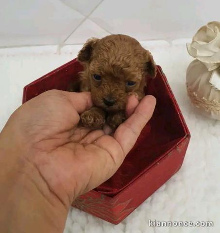 Annonces chiots caniche nain disponible 