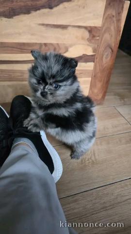 Annonces chiots spitz nain disponible à adopter 