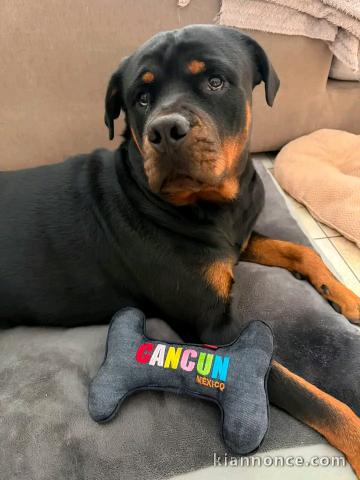 Je donne chiots rottweiler 