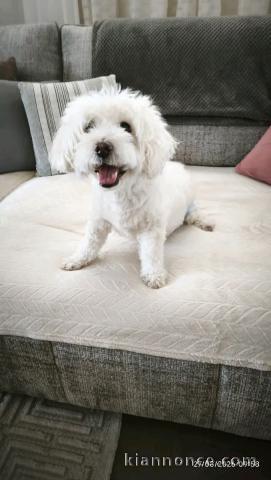 Adoption chiots Bichon maltais disponible 