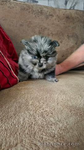 Annonces chiots spitz nain disponible 
