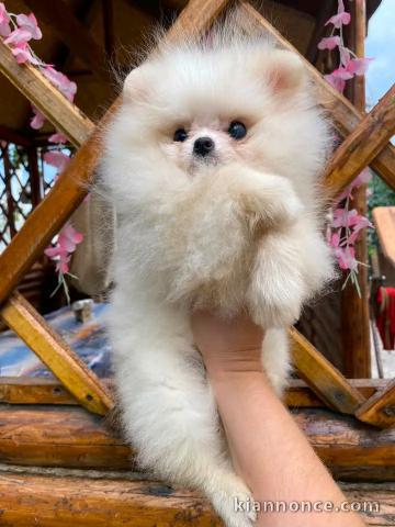 Chiots spitz nain pour adoption 
