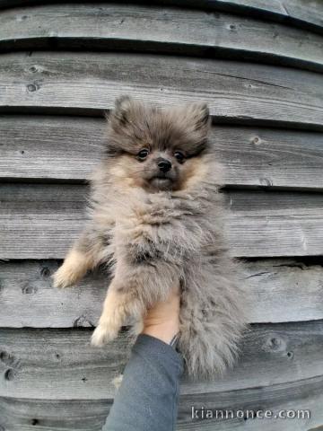 Dons bébé chiots spitz nain femelle 
