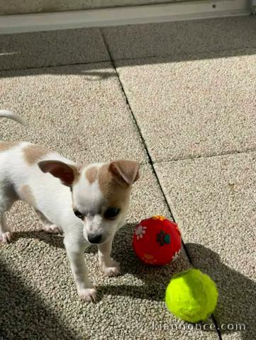 Chiots chihuahua disponible pour adoption 